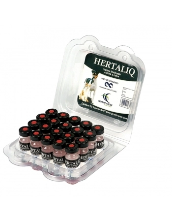 KIDS DINO CHOMP! 12UN